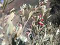 Diospyros austroafricana